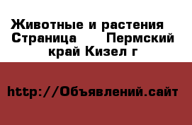  Животные и растения - Страница 20 . Пермский край,Кизел г.